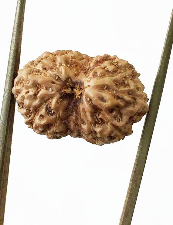 15 Mukhi Indonesian Rudraksha Size- 17.50 mm